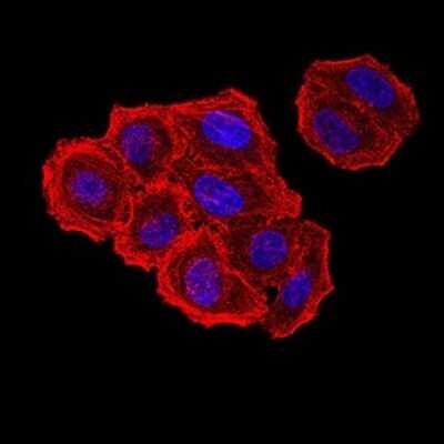 Immunocytochemistry/ Immunofluorescence: ZFP91 Antibody (8C3D5) - BSA Free [NBP2-61847]