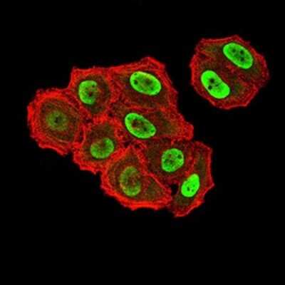 Immunocytochemistry/ Immunofluorescence: ZFP91 Antibody (8C3D5) - BSA Free [NBP2-61847]