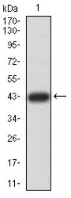 Western Blot: ZFP91 Antibody (8C3D5)BSA Free [NBP2-61847]