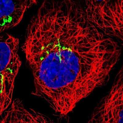 Immunocytochemistry/ Immunofluorescence: ZFPL1 Antibody [NBP1-85347]
