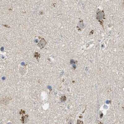 Immunohistochemistry-Paraffin: ZFPL1 Antibody [NBP1-85346]