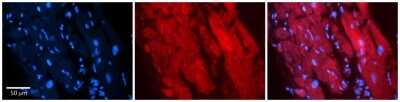 Immunohistochemistry-Paraffin: ZFR Antibody [NBP2-86419]