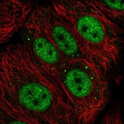 Immunocytochemistry/ Immunofluorescence: ZGLP1 Antibody [NBP2-13548]
