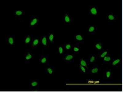 Immunocytochemistry/ Immunofluorescence: ZHX1 Antibody [H00011244-B01P-50ug]