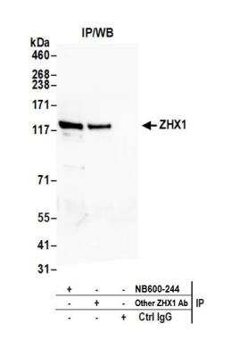 Immunoprecipitation: ZHX1 Antibody [NB600-244]