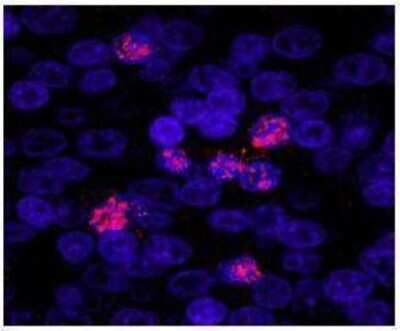 Immunocytochemistry/ Immunofluorescence: ZHX3 Antibody [NB100-68220]