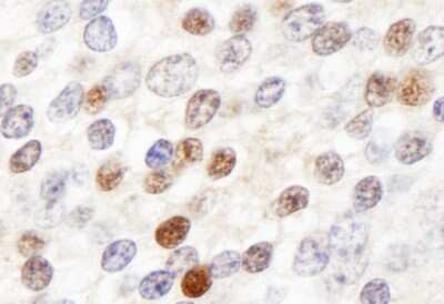 Immunohistochemistry: ZHX3 Antibody [NB100-68219]