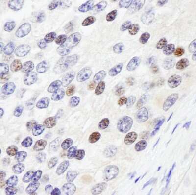 Immunohistochemistry: ZHX3 Antibody [NB100-68220]