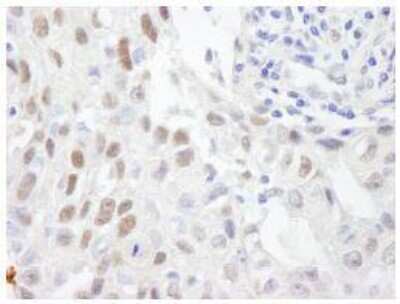 Immunohistochemistry-Paraffin: ZHX3 Antibody [NB100-68220]