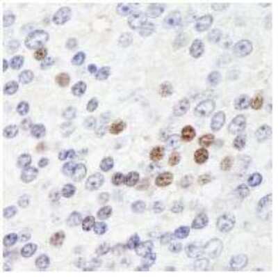 Immunohistochemistry-Paraffin: ZHX3 Antibody [NB100-68220]
