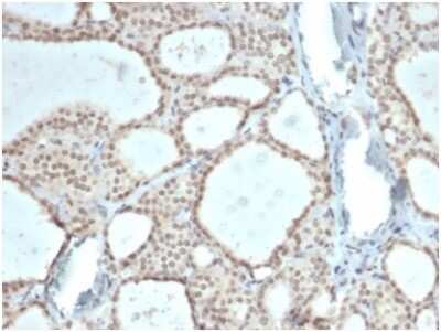 Immunohistochemistry-Paraffin: ZHX3 Antibody (PCRP-ZHX3-1G3) [NBP3-13889]