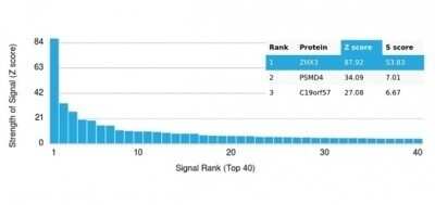 Protein Array: ZHX3 Antibody (PCRP-ZHX3-1G3) [NBP3-13889]