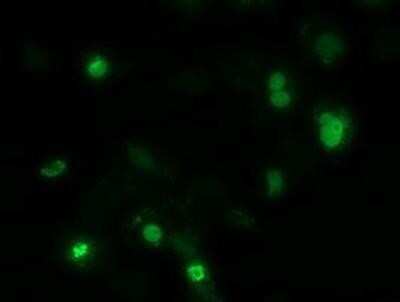 Immunocytochemistry/ Immunofluorescence: ZIM2 Antibody (OTI7G1) [NBP2-03325]