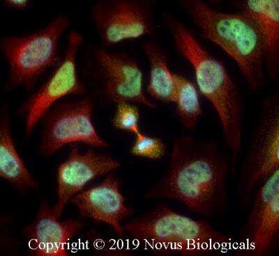 Immunocytochemistry/ Immunofluorescence: ZKSCAN3 Antibody - BSA Free [NBP1-31566]