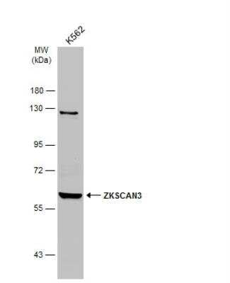 Western Blot: ZKSCAN3 AntibodyBSA Free [NBP1-31566]