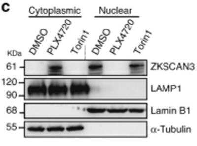 Western Blot: ZKSCAN3 AntibodyBSA Free [NBP1-31566]