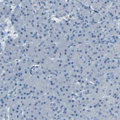 Immunohistochemistry-Paraffin: ZMAT1 Antibody [NBP1-81375]