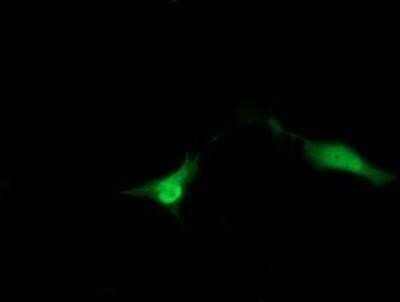 Immunocytochemistry/ Immunofluorescence: ZNDR1 Antibody (OTI1G2) - Azide and BSA Free [NBP2-74930]