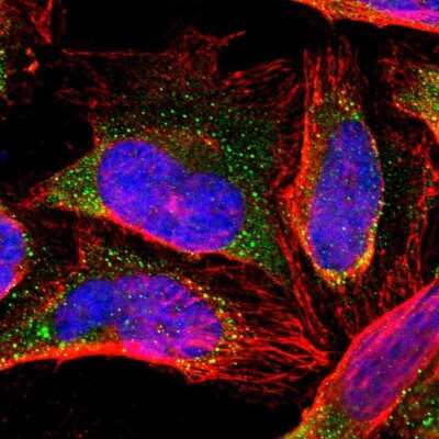 Immunocytochemistry/ Immunofluorescence: ZNF133 Antibody [NBP1-80914]