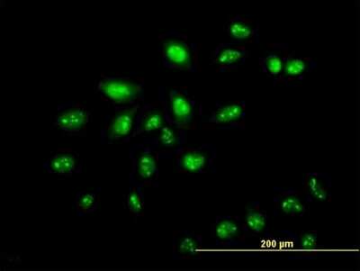 Immunocytochemistry/ Immunofluorescence: ZNF136 Antibody (5E9) [H00007695-M03]