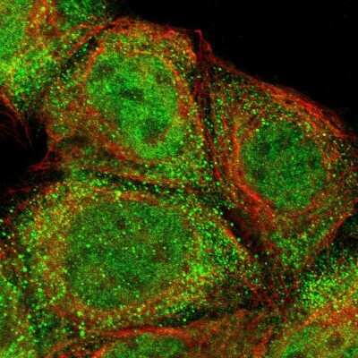 Immunocytochemistry/ Immunofluorescence: ZNF155 Antibody [NBP1-80912]