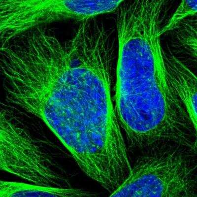 Immunocytochemistry/ Immunofluorescence: ZNF165 Antibody [NBP2-48507]