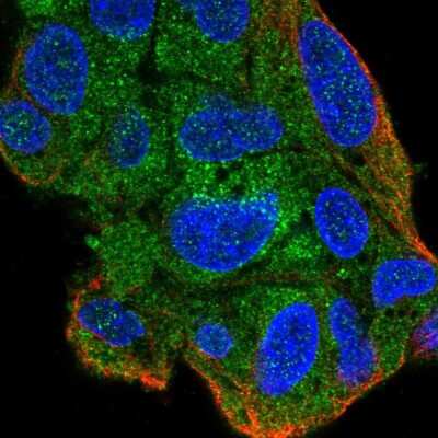 Immunocytochemistry/ Immunofluorescence: ZNF167 Antibody [NBP2-13555]