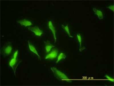 Immunocytochemistry/ Immunofluorescence: ZNF174 Antibody (2D7-E9) [H00007727-M01]