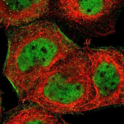 Immunocytochemistry/ Immunofluorescence: ZNF174 Antibody [NBP1-86821]