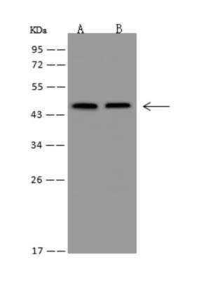 Western Blot: ZNF174 Antibody [NBP3-05993]