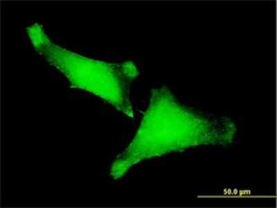 Immunocytochemistry/ Immunofluorescence: ZNF175 Antibody (1C2) [H00007728-M01]