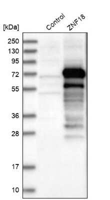 Western Blot: ZNF18 Antibody [NBP1-81758]