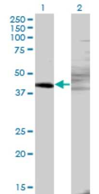 Western Blot: ZNF193 Antibody (3G6) [H00007746-M06]