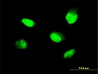 Immunocytochemistry/ Immunofluorescence: ZNF207 Antibody (1A2) [H00007756-M09]