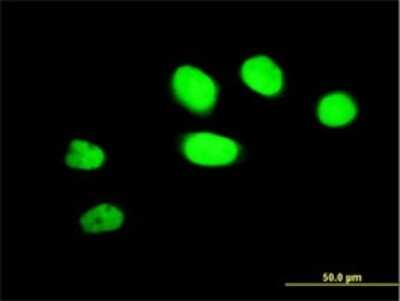 Immunocytochemistry/ Immunofluorescence: ZNF207 Antibody (6D6) [H00007756-M01]