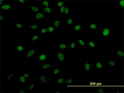 Immunocytochemistry/ Immunofluorescence: ZNF207 Antibody (6D7) [H00007756-M06]