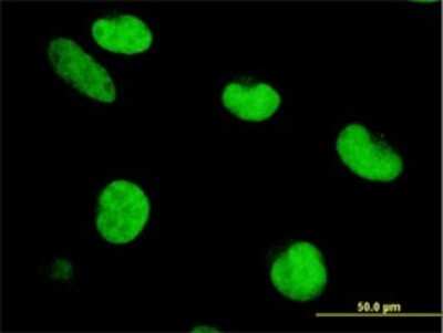 Immunocytochemistry/ Immunofluorescence: ZNF207 Antibody (6G11) [H00007756-M02]