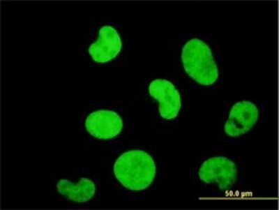 Immunocytochemistry/ Immunofluorescence: ZNF207 Antibody (6H8) [H00007756-M03]