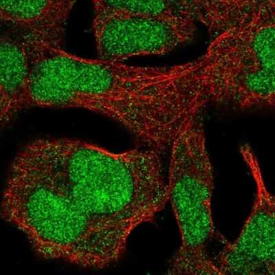 Immunocytochemistry/ Immunofluorescence: ZNF207 Antibody [NBP2-39010]