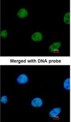 Immunocytochemistry/ Immunofluorescence: ZNF211 Antibody [NBP1-32446]