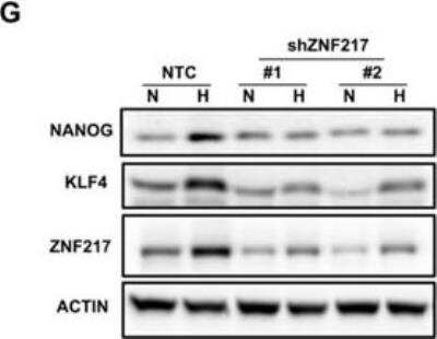 Knockdown Validated: ZNF217 Antibody [NBP1-78189]