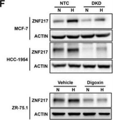 Western Blot: ZNF217 Antibody [NBP1-78189]