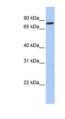 Western Blot: ZNF226 Antibody [NBP1-79365]