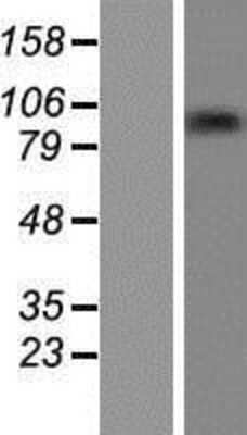 Western Blot: ZNF226 Overexpression Lysate [NBP2-08609]