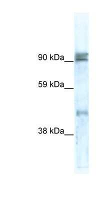 Western Blot: ZNF227 Antibody [NBP1-80193]