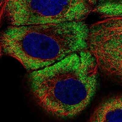 Immunocytochemistry/ Immunofluorescence: ZNF23 Antibody [NBP1-82867]