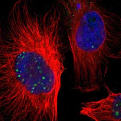 Immunocytochemistry/ Immunofluorescence: ZNF234 Antibody [NBP1-81631]