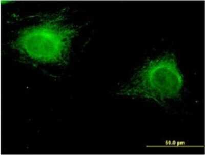 Immunocytochemistry/ Immunofluorescence: ZNF239 Antibody (2D9) [H00008187-M27]
