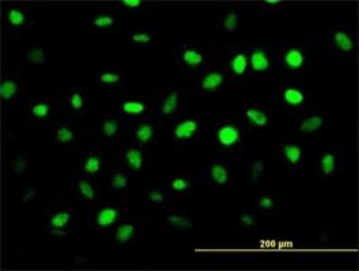 Immunocytochemistry/ Immunofluorescence: ZNF24 Antibody (2G5) [H00007572-M02]