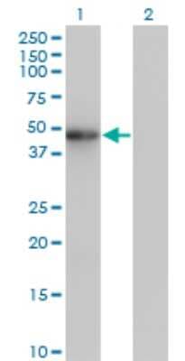 Western Blot: ZNF24 Antibody (2G5) [H00007572-M02]